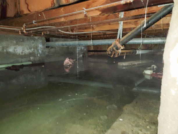 Best Sewage cleanup and water damage restoration  in Westover, WV